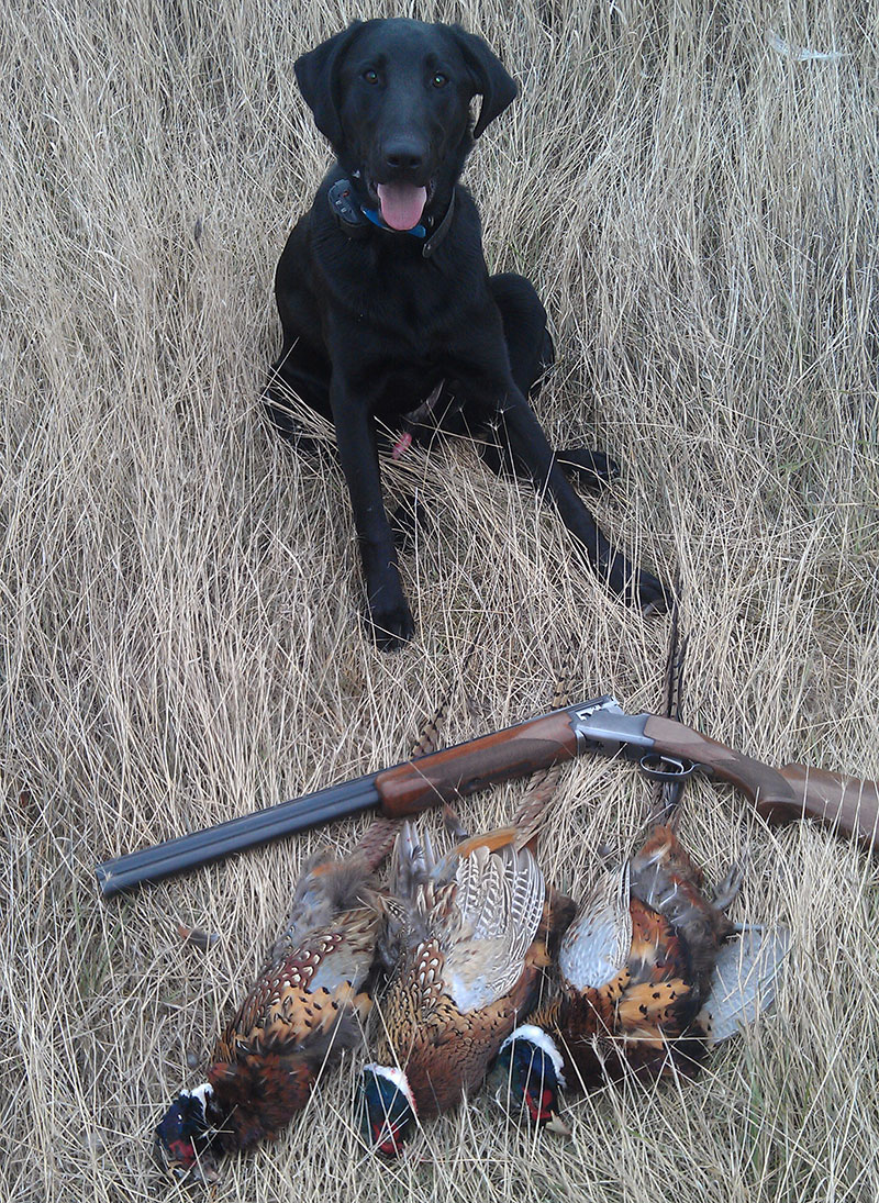 Hunting dog with dead pheasants