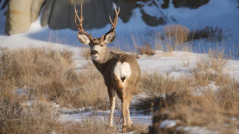 Mule deer buck in badlands with snow on the ground