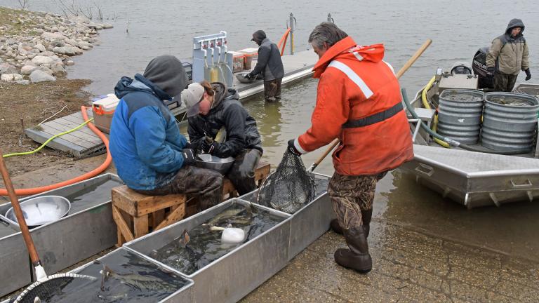 Fisheries biologists spawning walleye