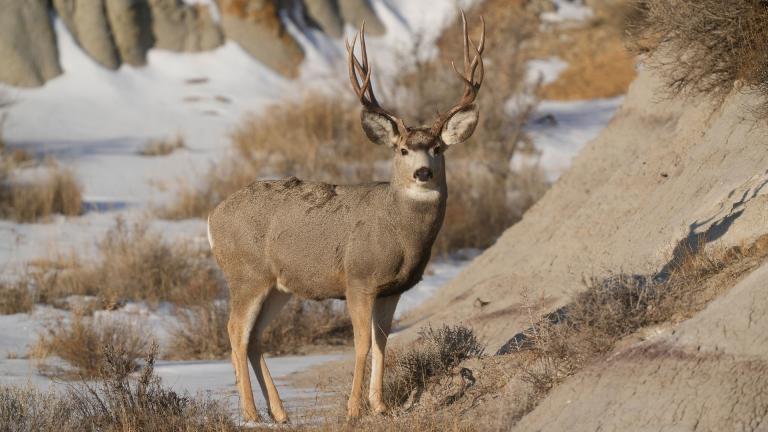 Mule deer buck in badlands with snow on ground