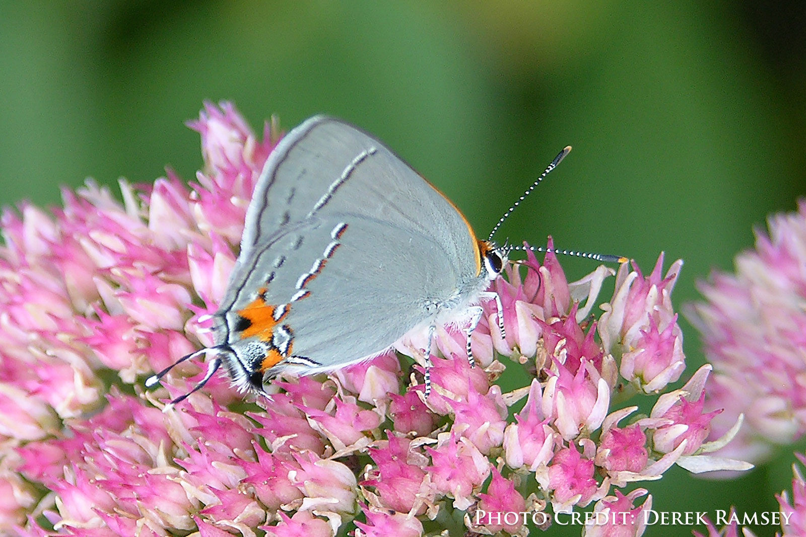Gray Hairstreak Strymon melinux Butterfly
