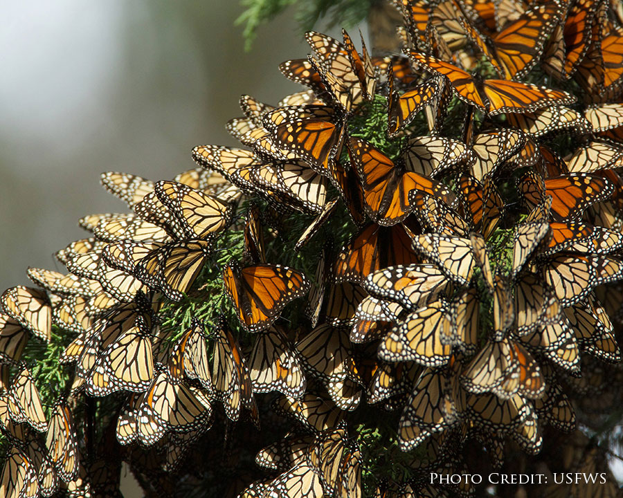 group of monarchs clustered on branch