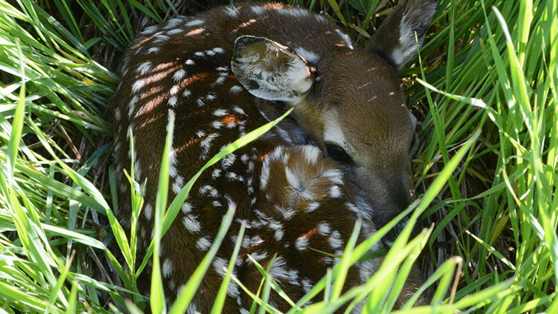 White-tailed deer fawn lying in grass