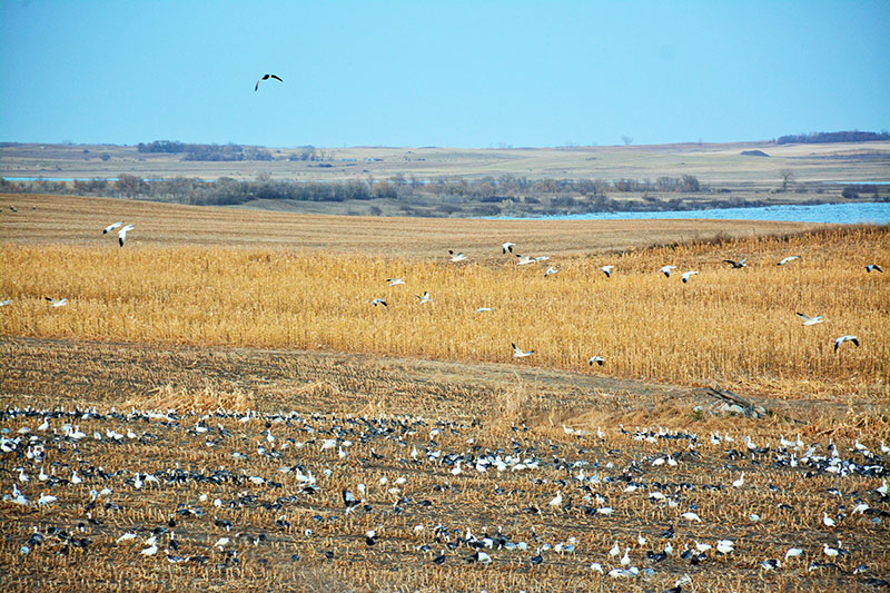 Drift Prairie