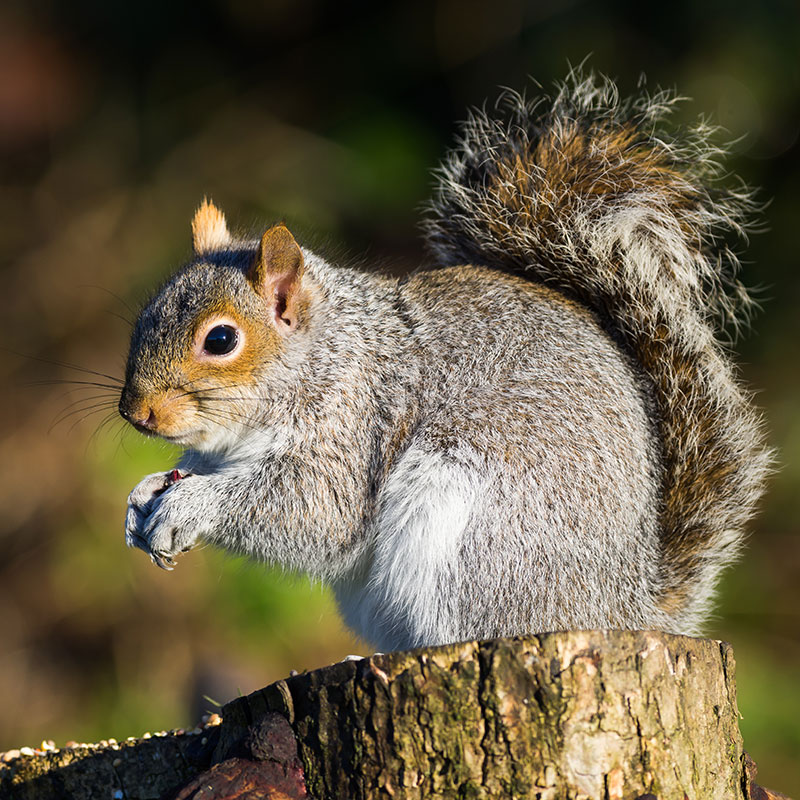 Gray Squirrel on stump