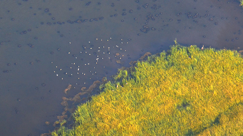 Duck hunter's decoy spread as seen from the air