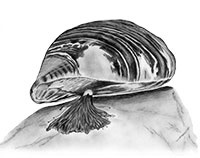 Zebra mussel Zebra mussel
