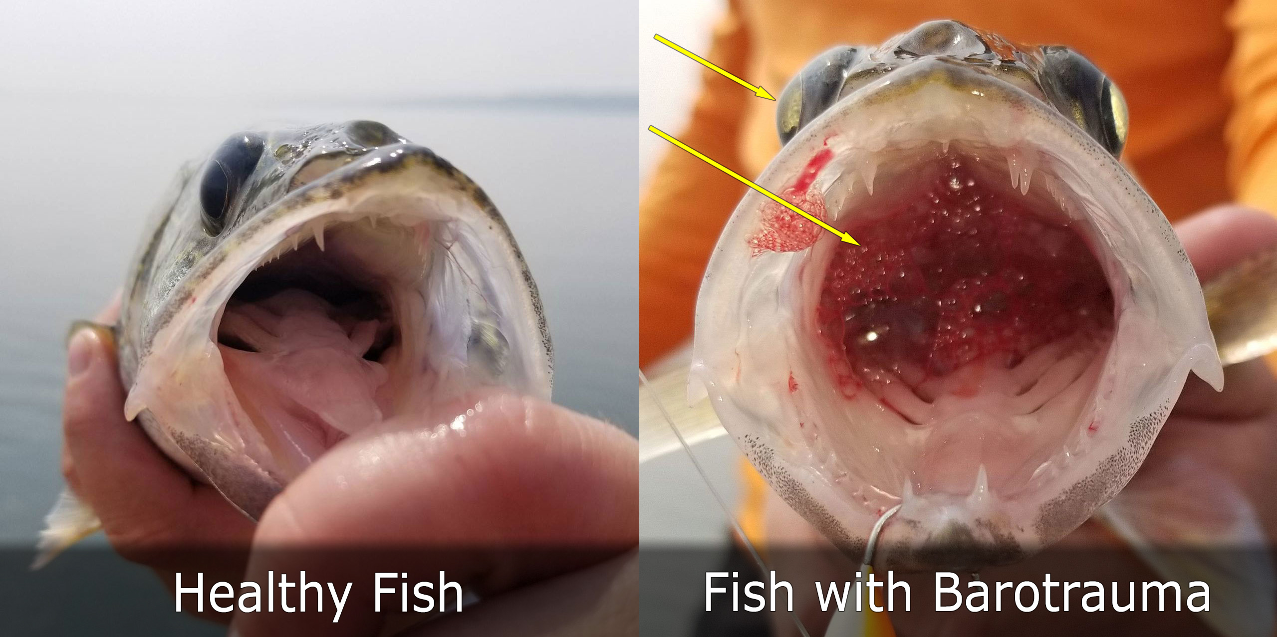Healthy fish on left. Fish with barotrauma on right.