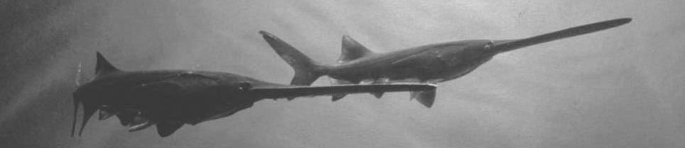 Paddlefish Paddlefish
