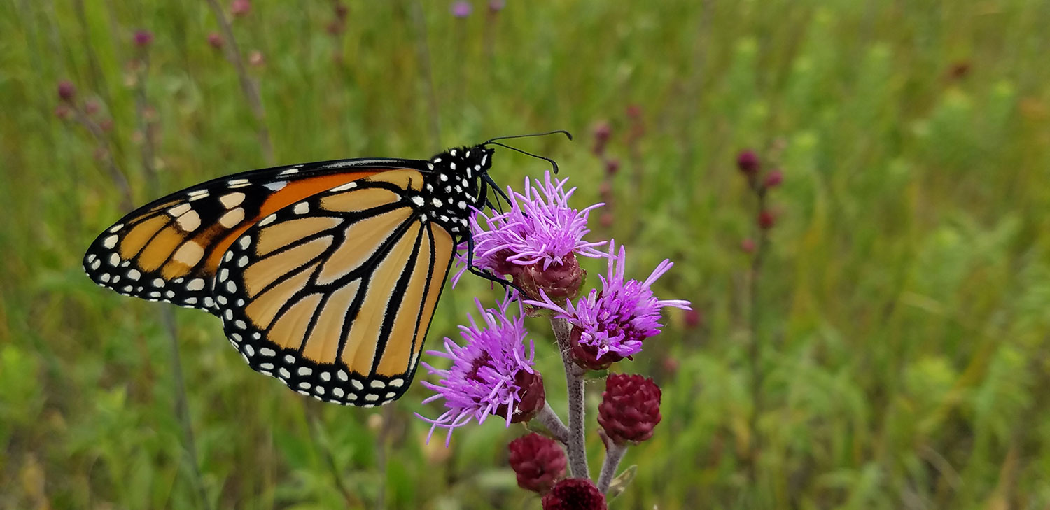 Monarch butterfly on grassland flower