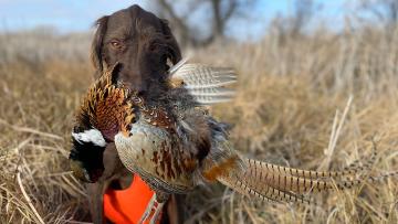 Hunting dog holding pheasant