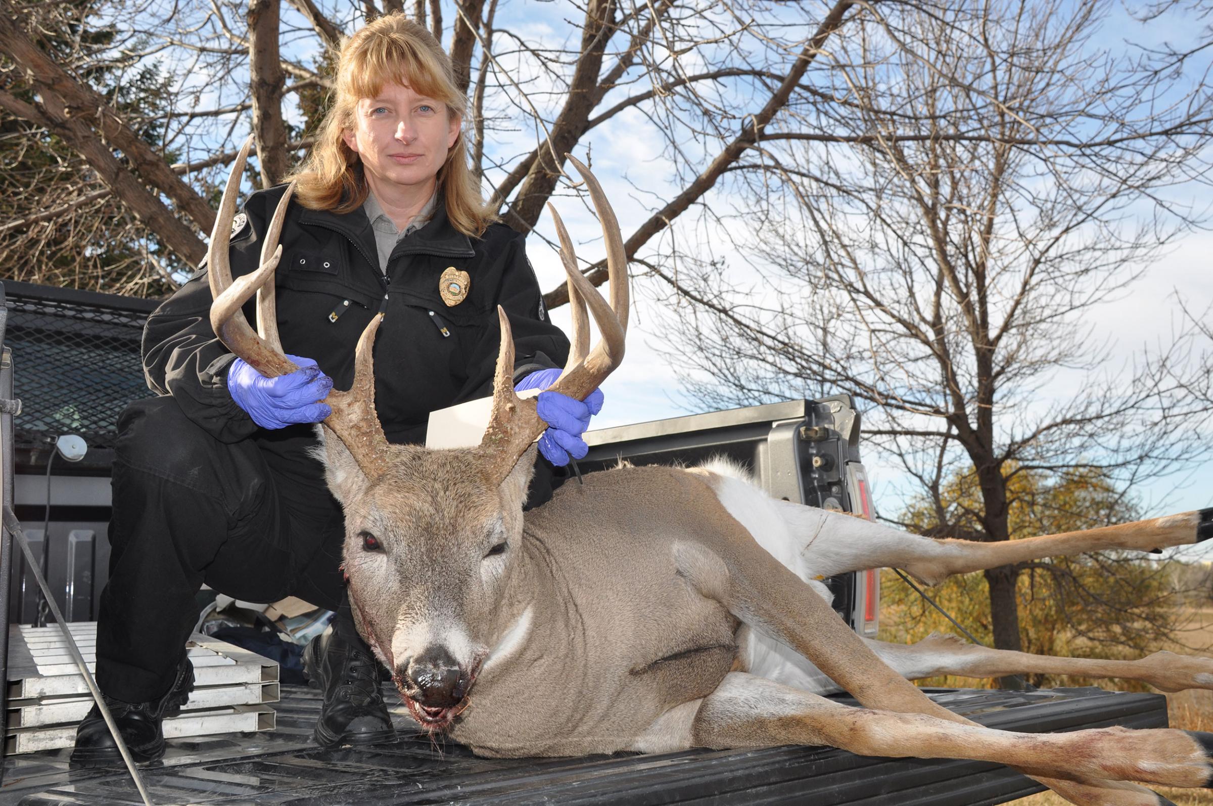 Jackie Lundstrom, Department enforcement division operations supervisor, with a dandy whitetail buck shot by poachers in Burleigh County.