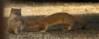 Long-tailed Weasel Juveniles