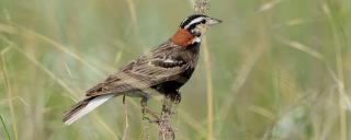 Chestnut-collared Longspur Male