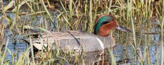 Green-winged Teal Male