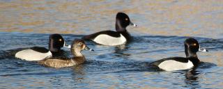 Ring-necked Duck Group