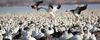 Lesser Snow Goose (and Ross' Goose)