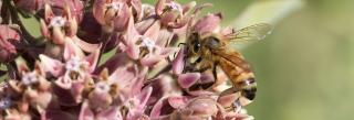Bee on milkweed