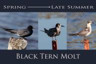 molt stages in black terns