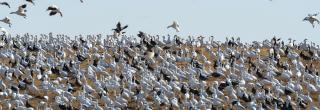 Light geese flock in field