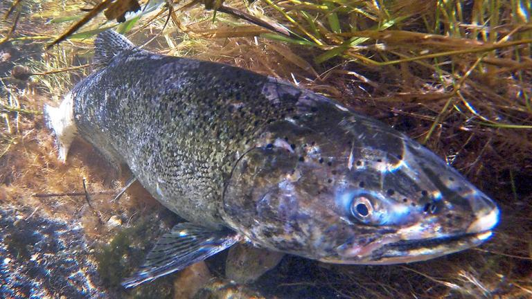 home north dakota game and fish weekley calander