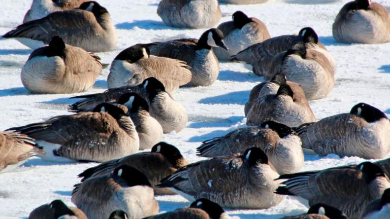 Canada geese on ice sleeping