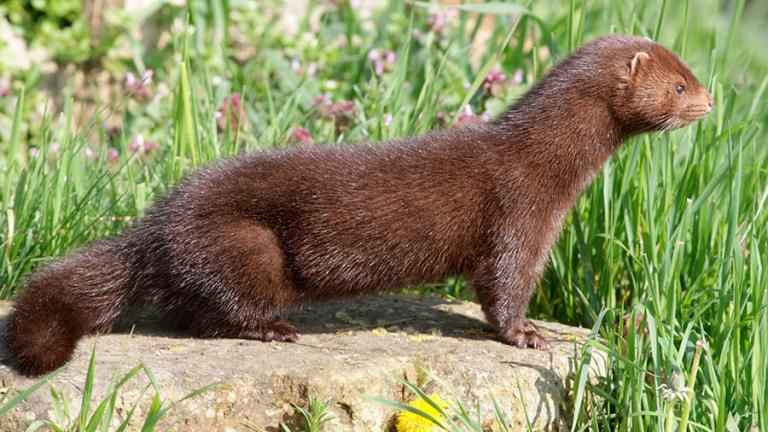 Mink on rock with green grass behind