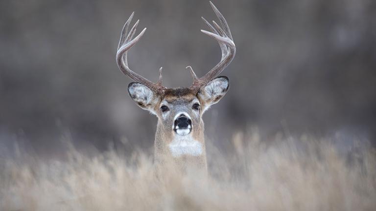 White-tailed buck looking over hill