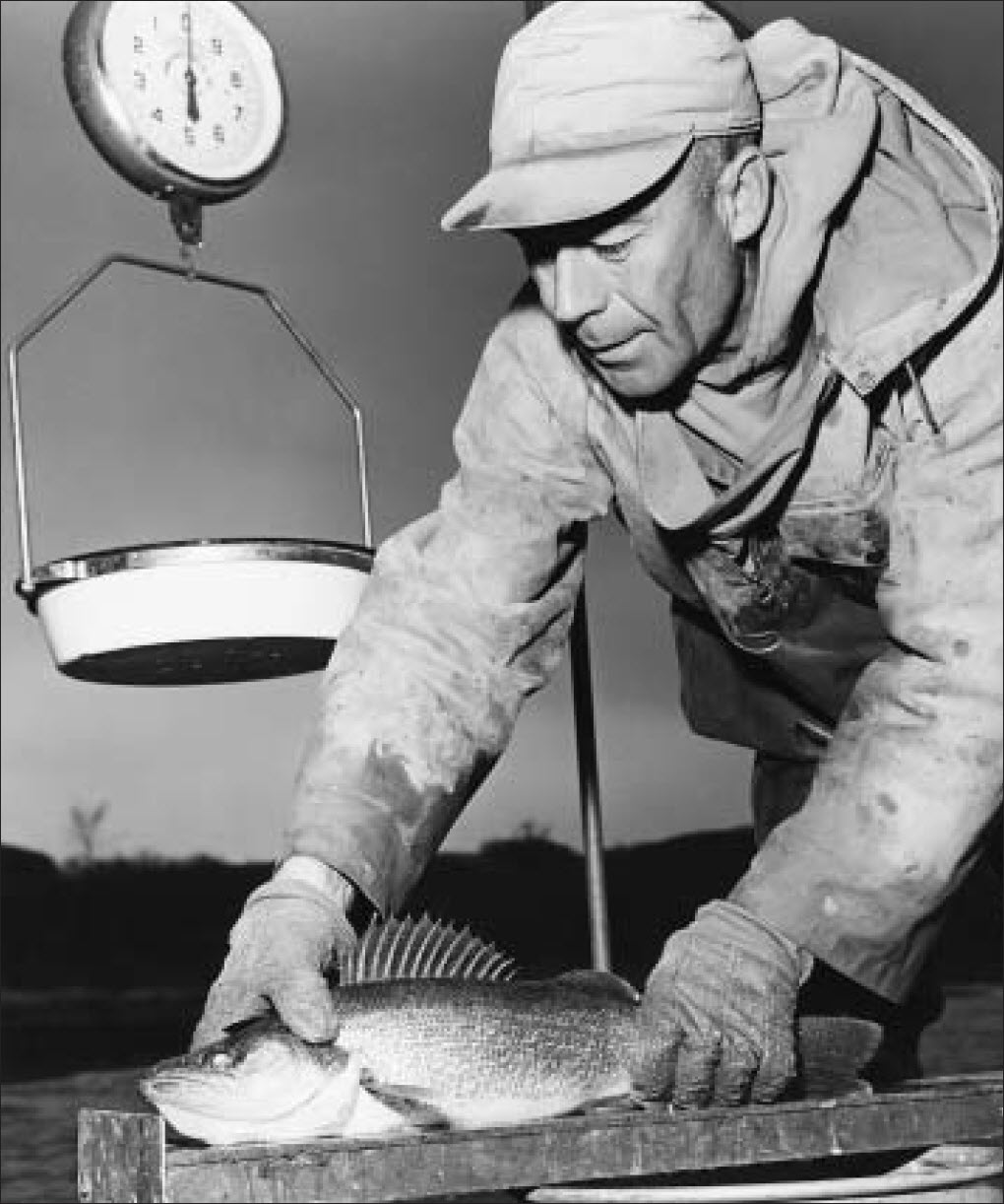 NDGF staff member weighing fish