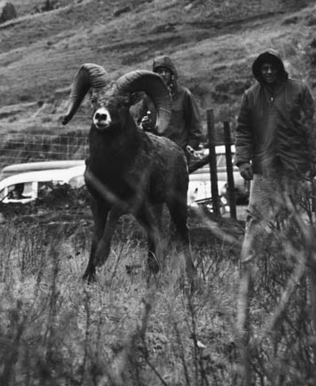 1956 bighorn sheep being released into ND