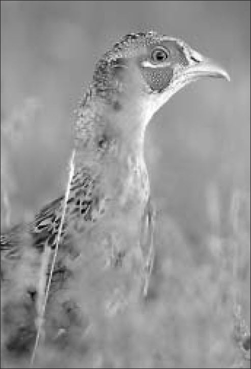 Ring-necked pheasant in the grass