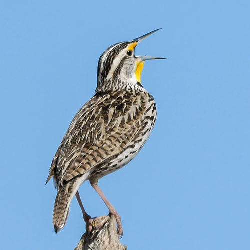 Meadowlark singing on a fence post