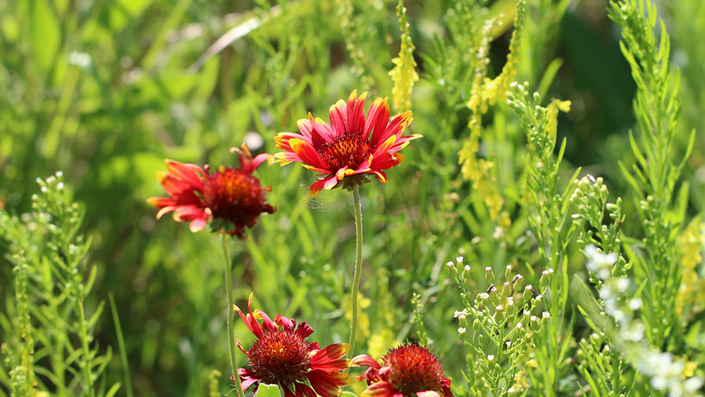 Wildflowers