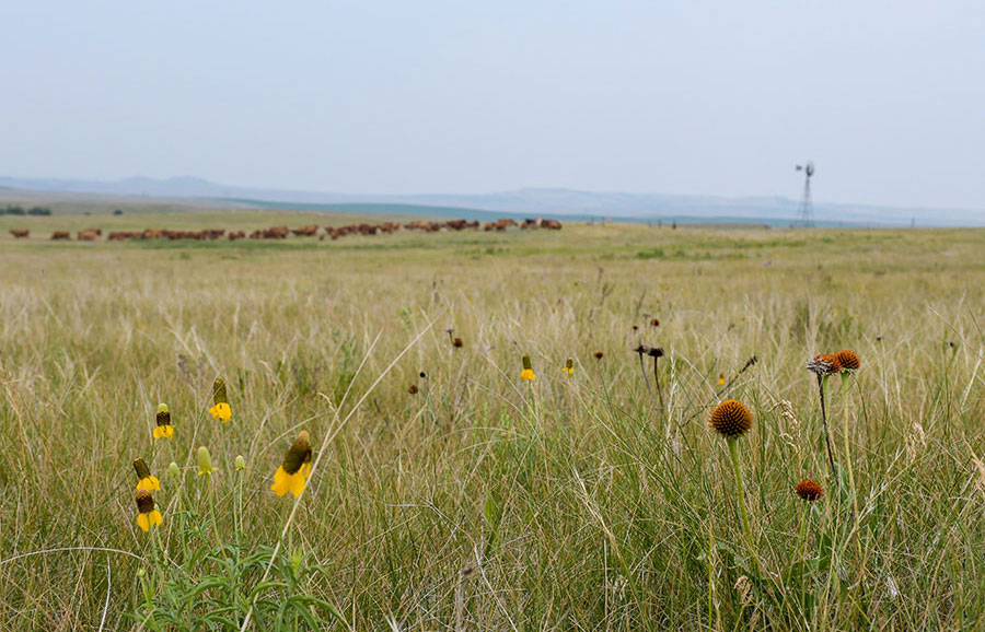 Prairie with cattle in the background
