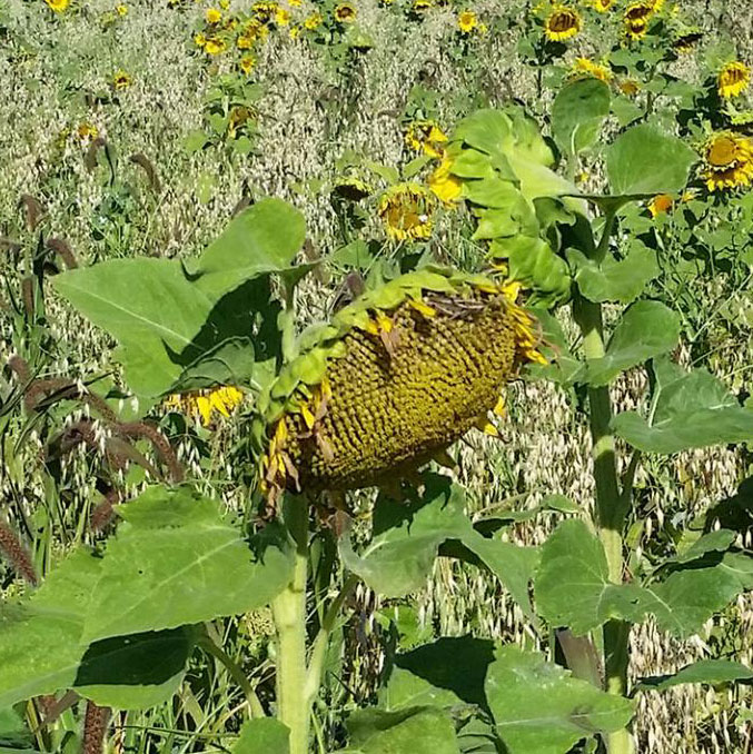 Sunflower