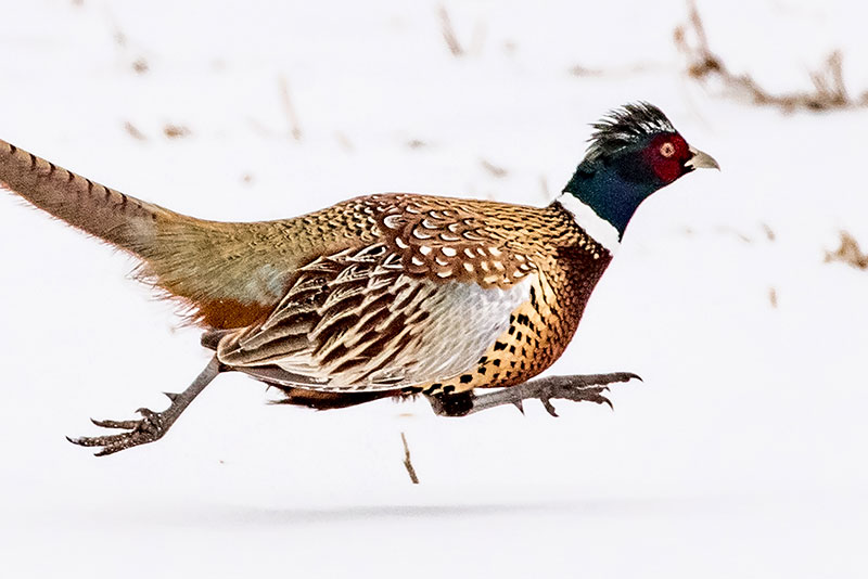 Pheasant rooster running across snow