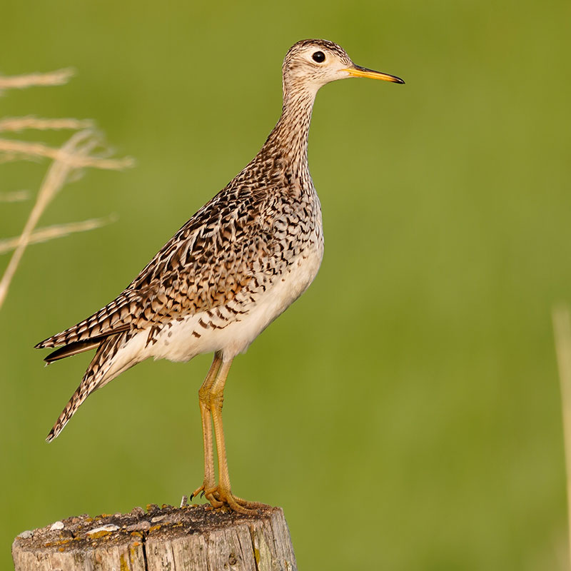 Upland sandpiper standing on fence post