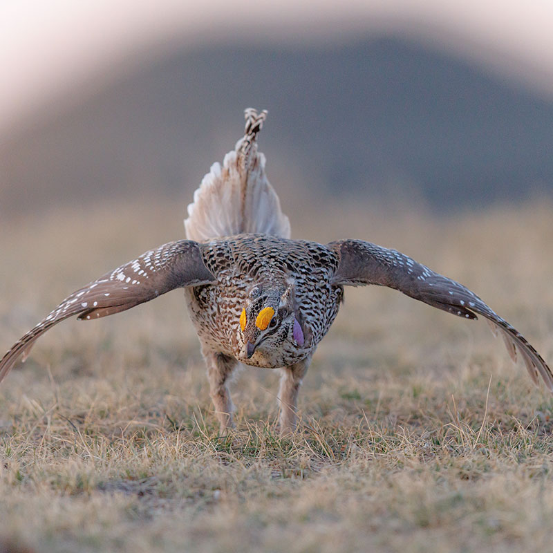 Sharp-tailed grouse displaying