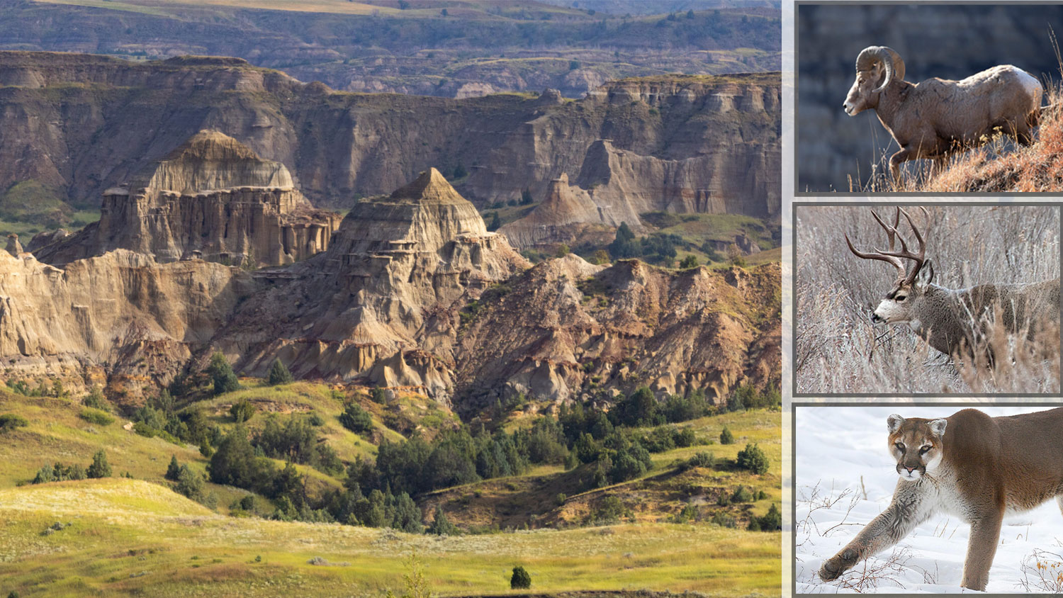 Badlands on right, bighorn sheep, mule deer and mountain lion on left