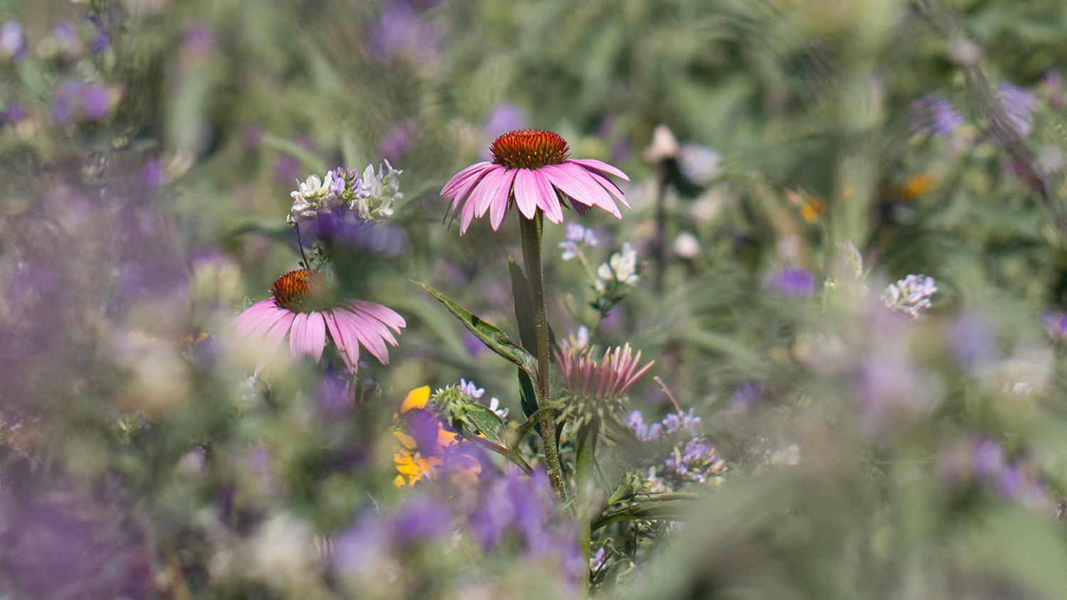 Wildflowers