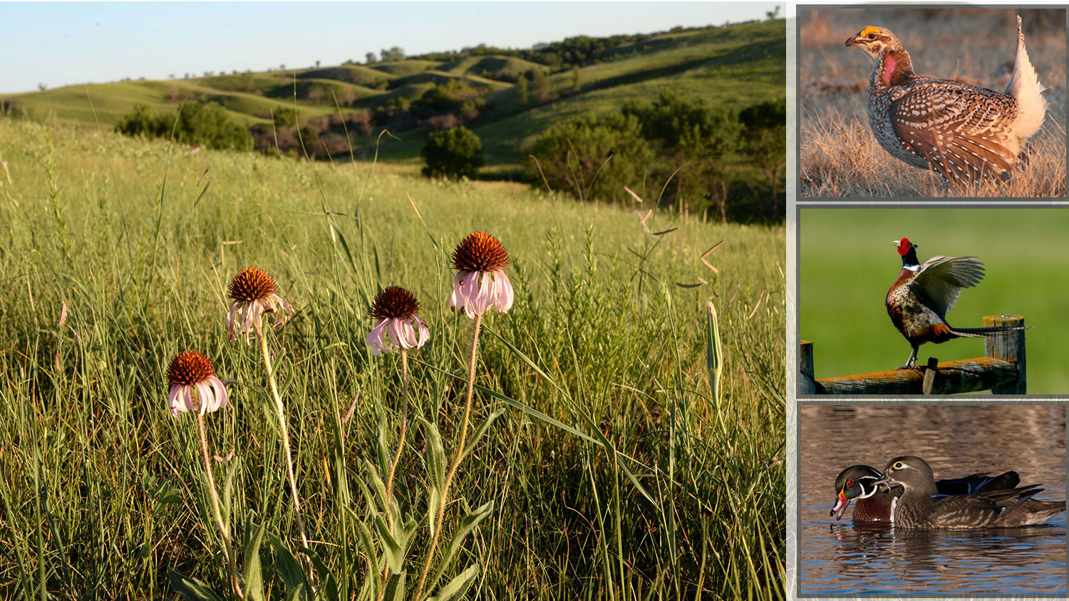 Grasslands with cone flowers in foreground and hills in background with images of a sharp-tailed grouse, mule deer buck and wood duck pair along the side