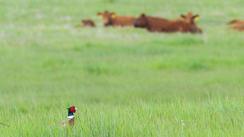 Pheasant in tall grass with cows lying in the background