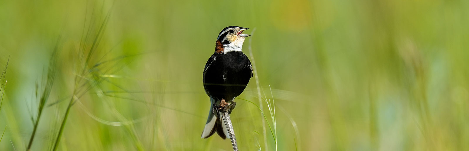 chestnut-collard longspur singing