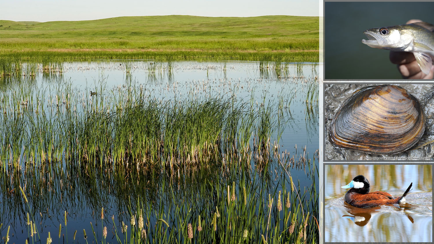 Wetland on left with a fish, mussel and duck on right