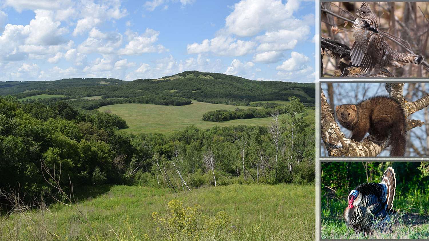 Wooded area in NE ND