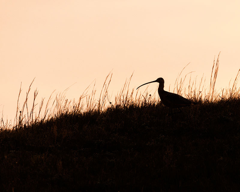 Long-billed curlew