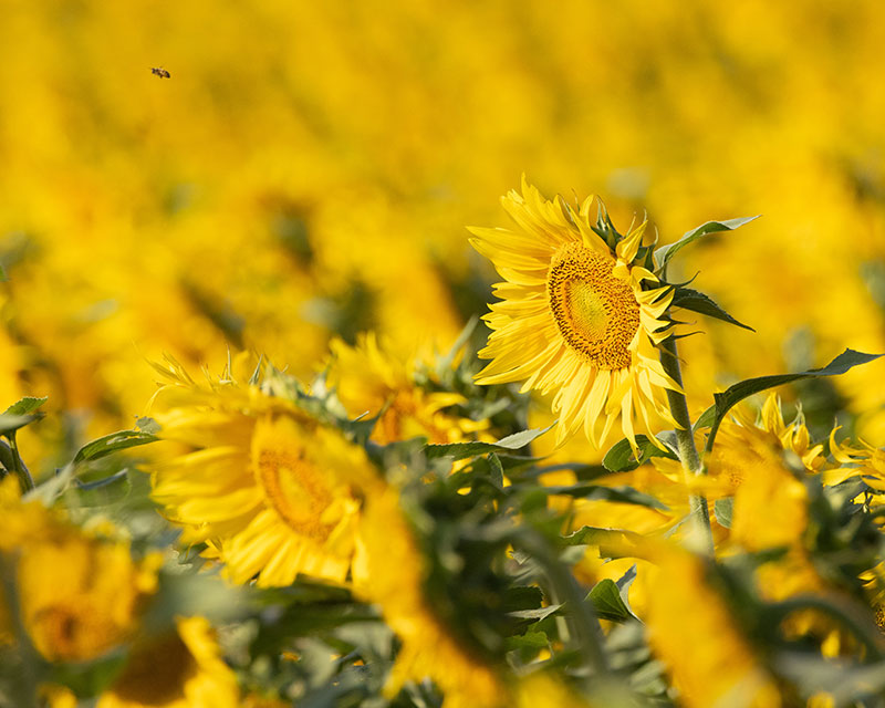 Sunflowers