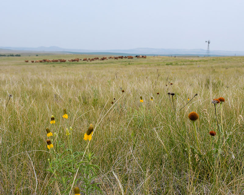 Priaire with wildflowers in foreground and cattle in background