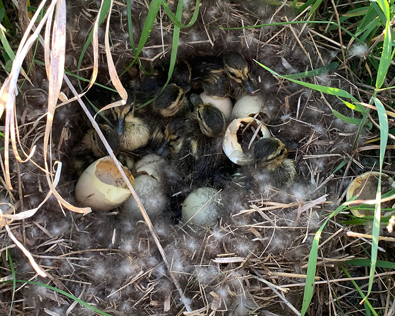 Newly hatched ducklings in a nest in the grass