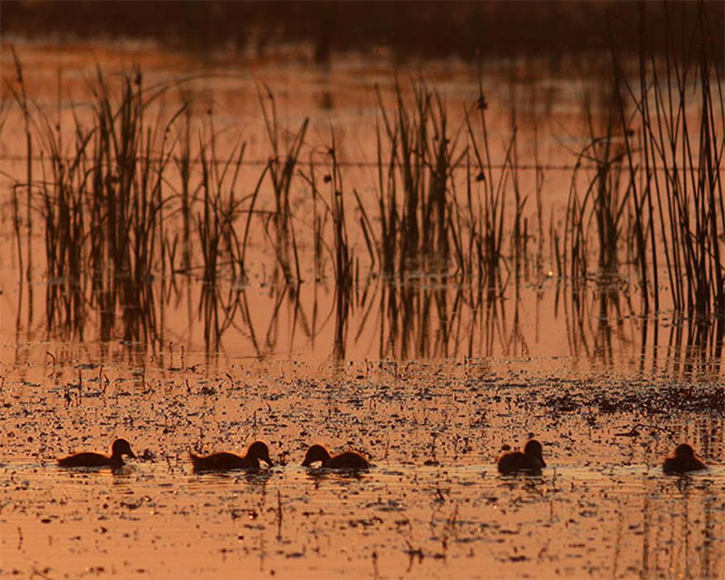 Wetland at sunset with ducklings swimming